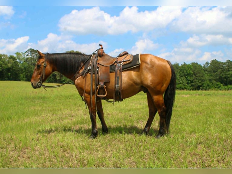 American Quarter Horse Castrone 11 Anni 147 cm Falbo in Rusk