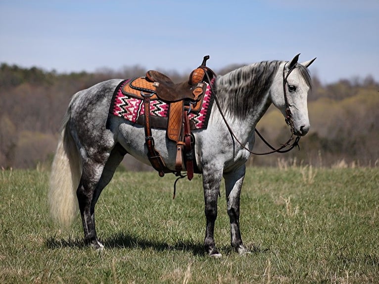 American Quarter Horse Castrone 11 Anni 147 cm Grigio pezzato in BRodhead KY