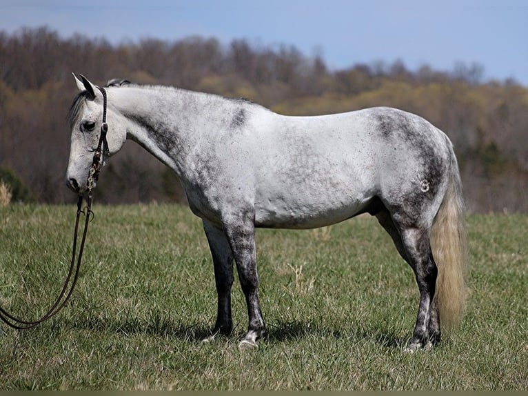 American Quarter Horse Castrone 11 Anni 147 cm Grigio pezzato in BRodhead KY