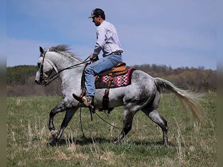 American Quarter Horse Castrone 11 Anni 147 cm Grigio pezzato in BRodhead KY