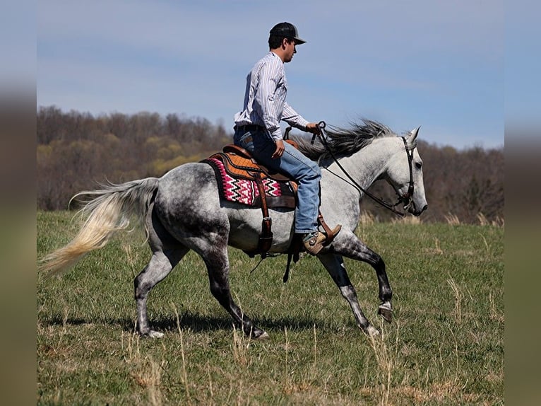 American Quarter Horse Castrone 11 Anni 147 cm Grigio pezzato in BRodhead KY