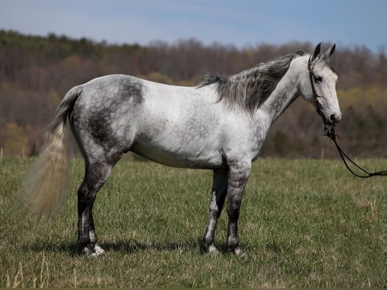 American Quarter Horse Castrone 11 Anni 147 cm Grigio pezzato in BRodhead KY