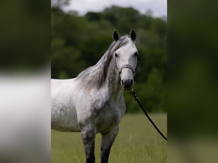 American Quarter Horse Castrone 11 Anni 147 cm Grigio pezzato in Bovina MS