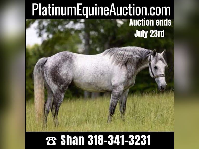 American Quarter Horse Castrone 11 Anni 147 cm Grigio pezzato in Bovina MS