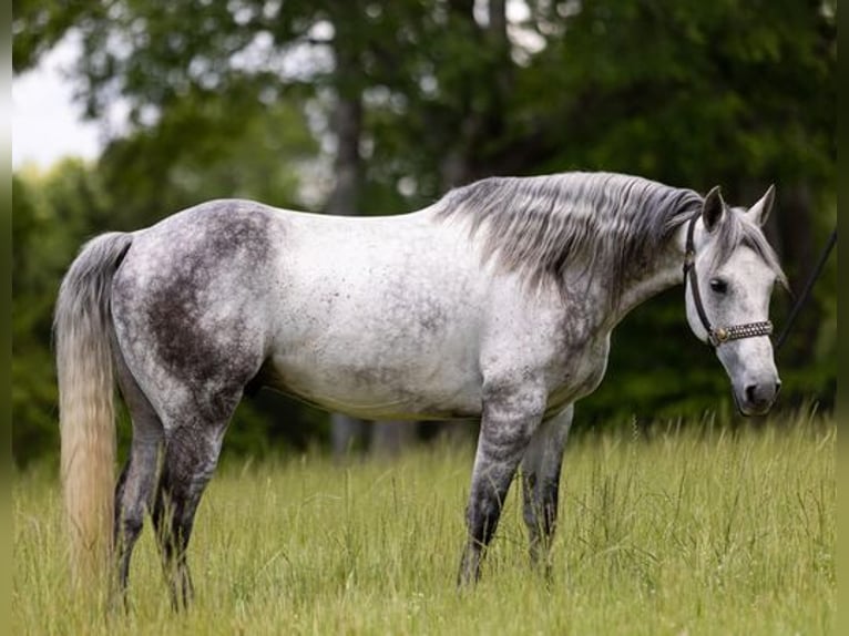 American Quarter Horse Castrone 11 Anni 147 cm Grigio pezzato in Bovina MS