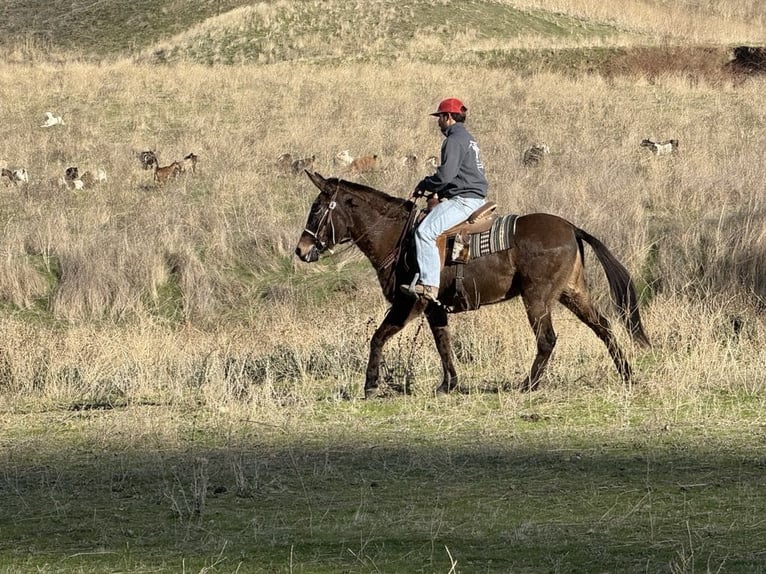 American Quarter Horse Castrone 11 Anni 147 cm Grullo in Paicines CA