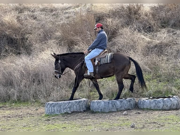 American Quarter Horse Castrone 11 Anni 147 cm Grullo in Paicines CA