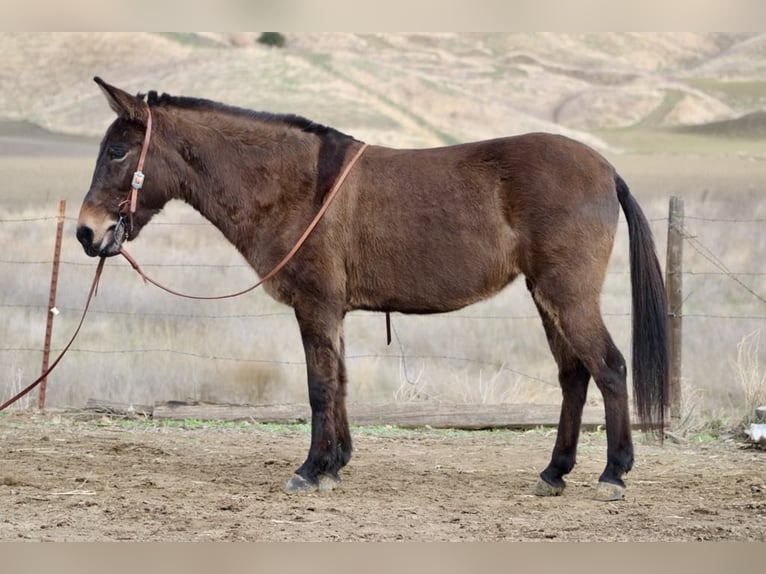 American Quarter Horse Castrone 11 Anni 147 cm Grullo in Paicines CA