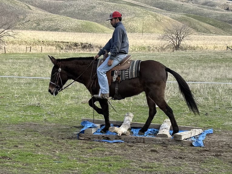 American Quarter Horse Castrone 11 Anni 147 cm Grullo in Paicines CA