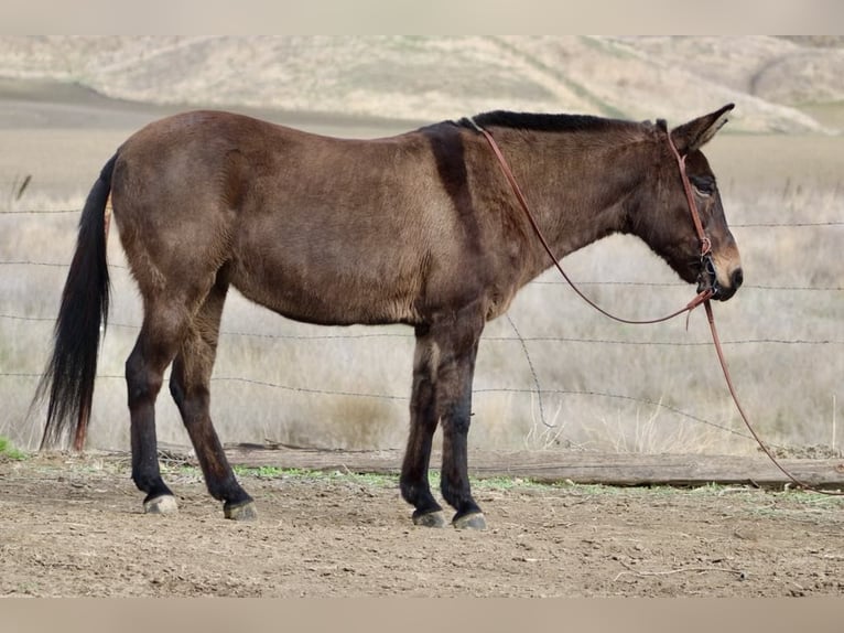 American Quarter Horse Castrone 11 Anni 147 cm Grullo in Paicines CA