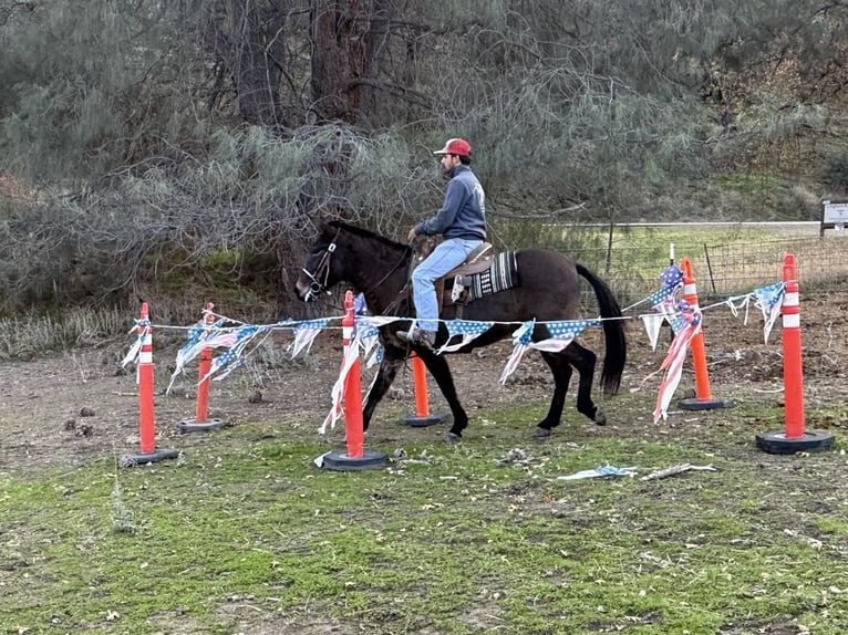 American Quarter Horse Castrone 11 Anni 147 cm Grullo in Paicines CA