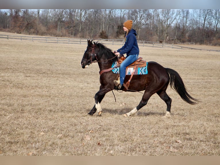 American Quarter Horse Castrone 11 Anni 147 cm Morello in Highland Mi