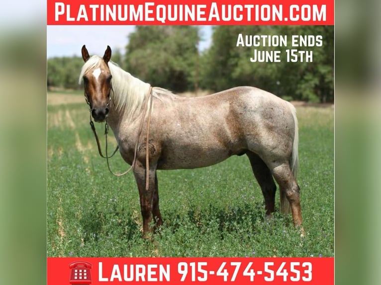 American Quarter Horse Castrone 11 Anni 147 cm Palomino in El Paso TX