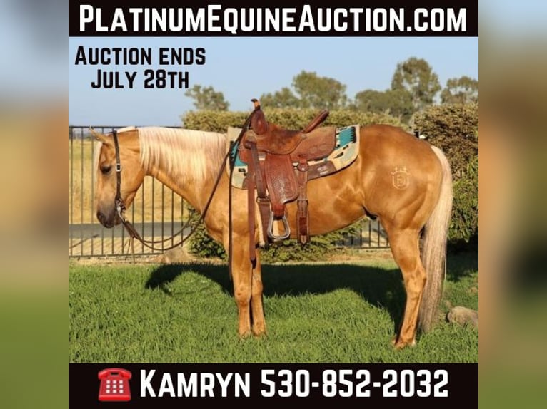 American Quarter Horse Castrone 11 Anni 147 cm Palomino in Pleasant Grove, CA