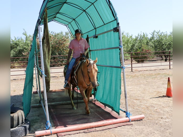 American Quarter Horse Castrone 11 Anni 147 cm Palomino in Pleasant Grove, CA