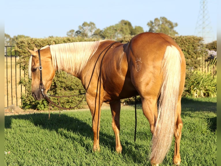 American Quarter Horse Castrone 11 Anni 147 cm Palomino in Pleasant Grove, CA