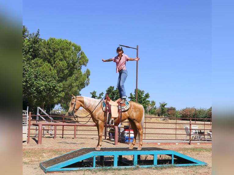 American Quarter Horse Castrone 11 Anni 147 cm Palomino in Pleasant Grove, CA