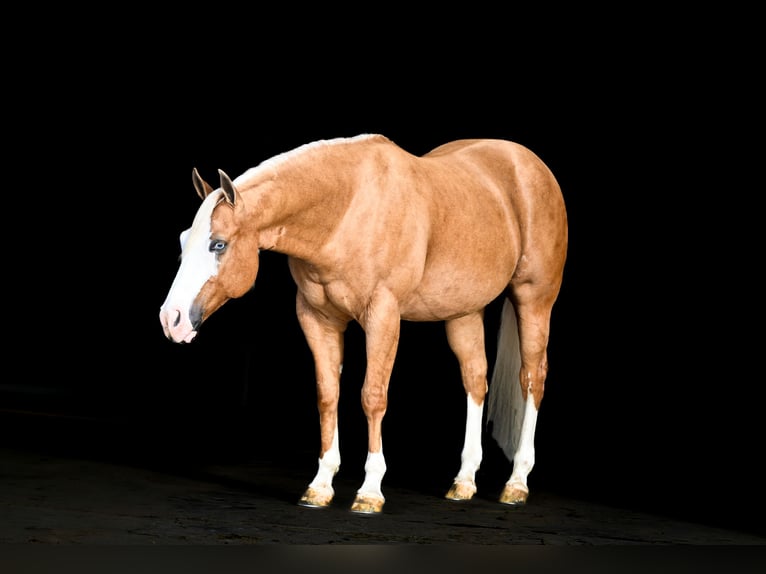 American Quarter Horse Castrone 11 Anni 147 cm Palomino in Canistota