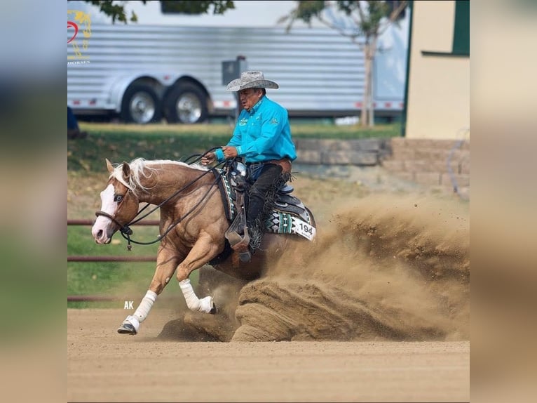 American Quarter Horse Castrone 11 Anni 147 cm Palomino in Canistota