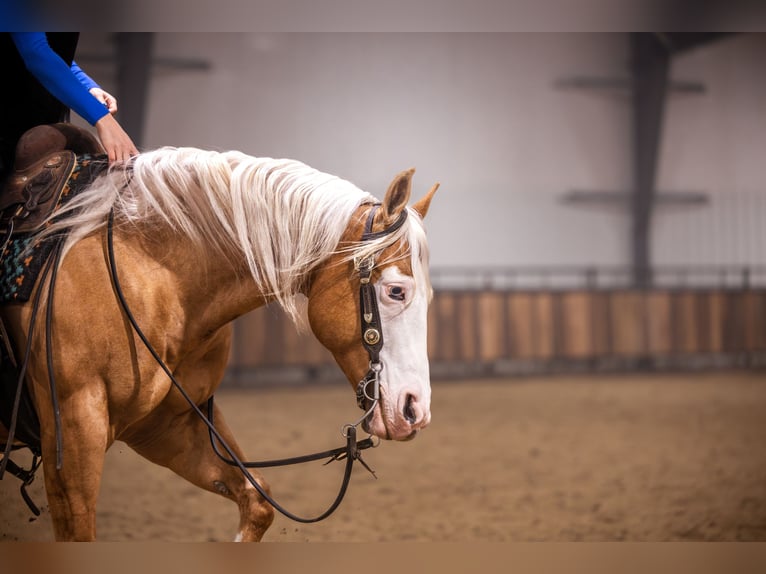 American Quarter Horse Castrone 11 Anni 147 cm Palomino in Canistota