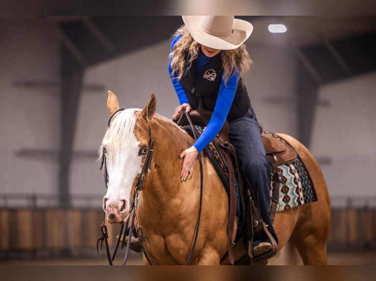 American Quarter Horse Castrone 11 Anni 147 cm Palomino in Canistota