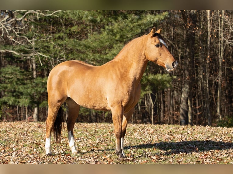 American Quarter Horse Castrone 11 Anni 147 cm Pelle di daino in Everett PA