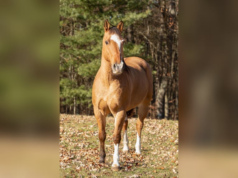 American Quarter Horse Castrone 11 Anni 147 cm Pelle di daino in Everett PA