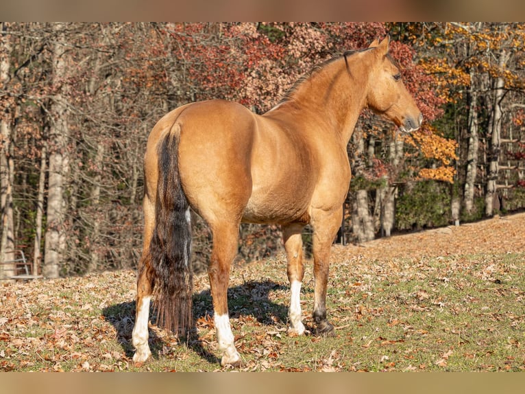 American Quarter Horse Castrone 11 Anni 147 cm Pelle di daino in Everett PA