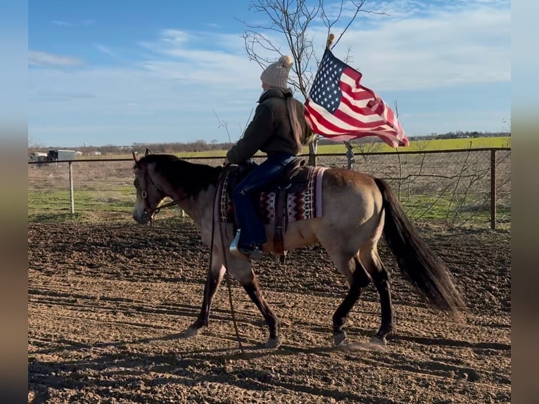 American Quarter Horse Castrone 11 Anni 147 cm Pelle di daino in Ponder, TX