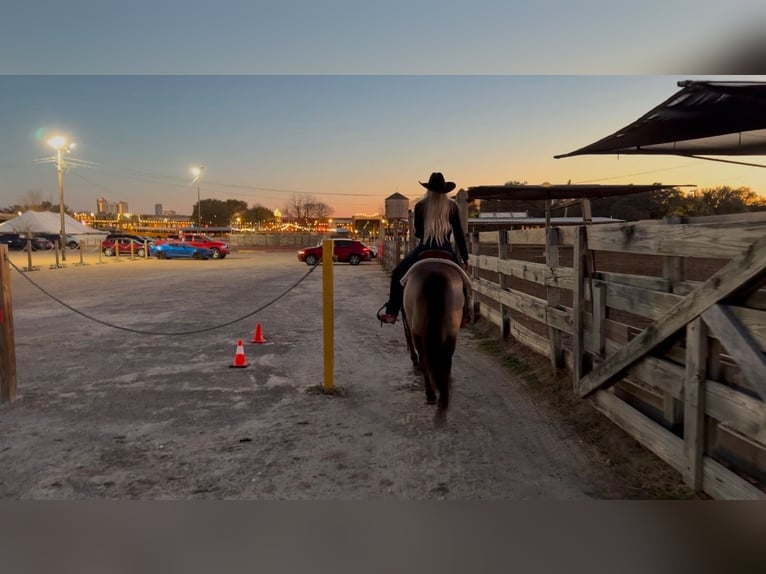 American Quarter Horse Castrone 11 Anni 147 cm Pelle di daino in Ponder, TX