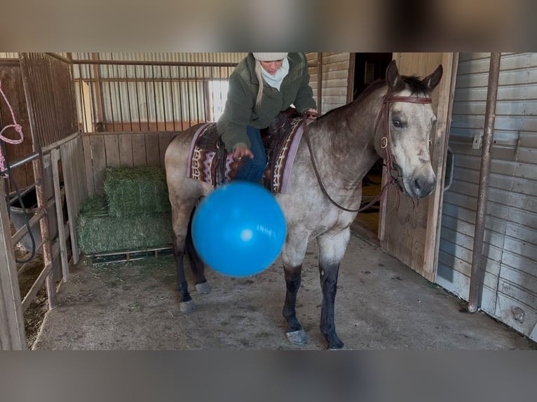 American Quarter Horse Castrone 11 Anni 147 cm Pelle di daino in Ponder, TX