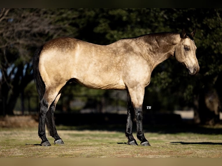 American Quarter Horse Castrone 11 Anni 147 cm Pelle di daino in Ponder, TX