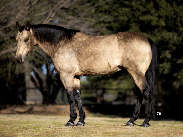 American Quarter Horse Castrone 11 Anni 147 cm Pelle di daino in Ponder, TX