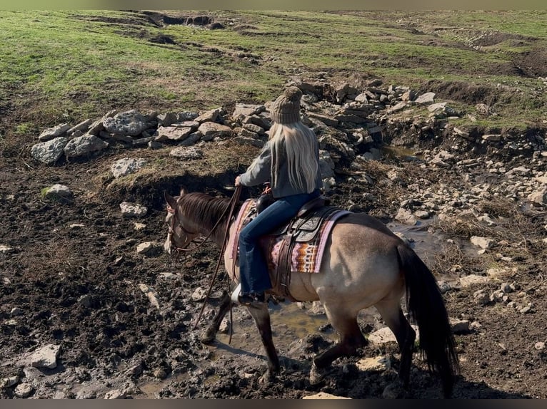 American Quarter Horse Castrone 11 Anni 147 cm Pelle di daino in Ponder, TX