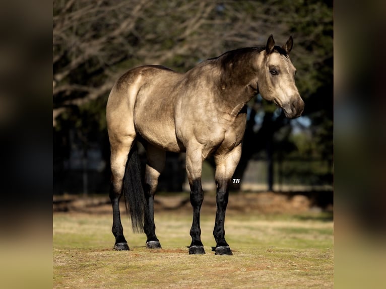 American Quarter Horse Castrone 11 Anni 147 cm Pelle di daino in Ponder, TX