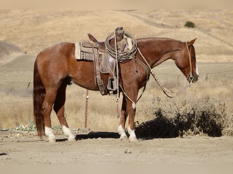 American Quarter Horse Castrone 11 Anni 147 cm Roano rosso in Paicines CA