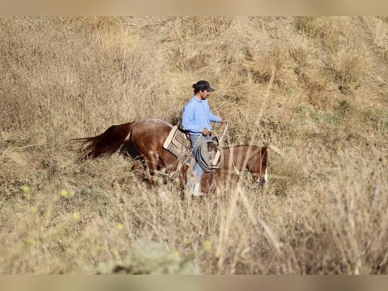 American Quarter Horse Castrone 11 Anni 147 cm Roano rosso in Paicines CA