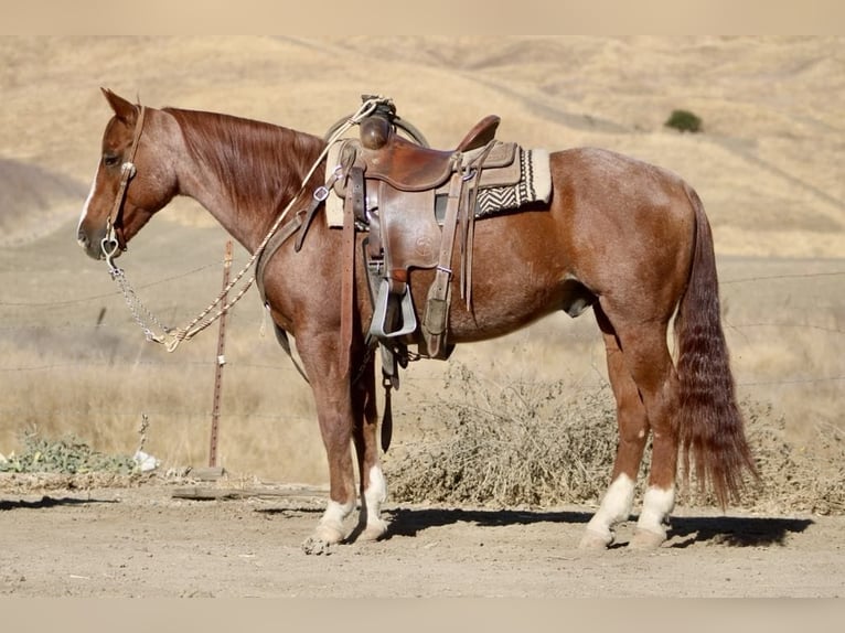 American Quarter Horse Castrone 11 Anni 147 cm Roano rosso in Paicines CA