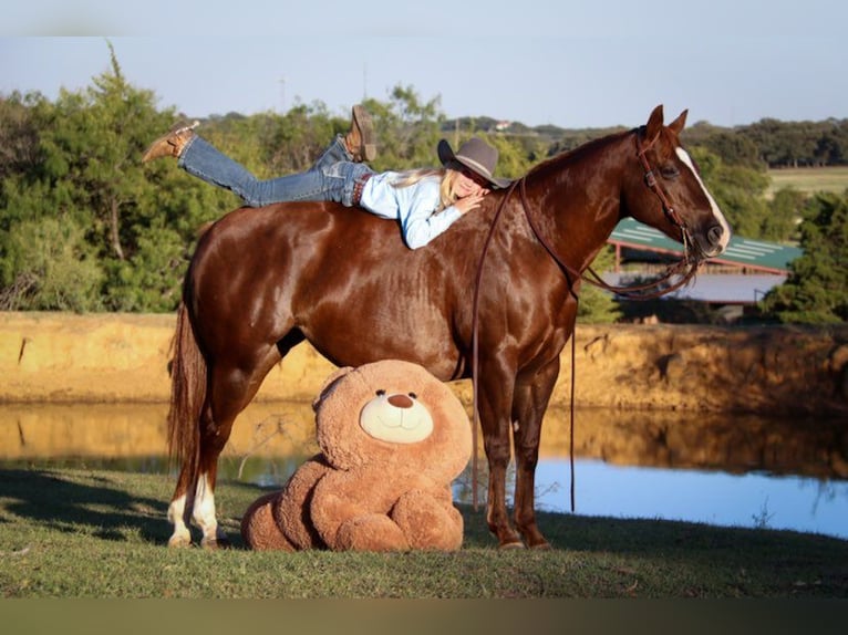 American Quarter Horse Castrone 11 Anni 147 cm Sauro ciliegia in Cleburne TX
