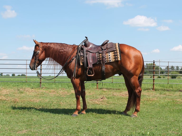 American Quarter Horse Castrone 11 Anni 147 cm Sauro ciliegia in Fairbank IA