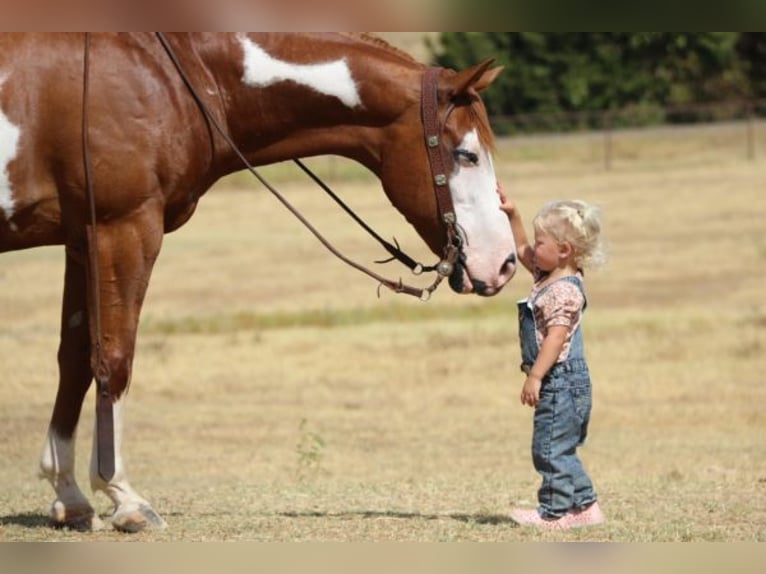 American Quarter Horse Castrone 11 Anni 147 cm Sauro ciliegia in Cleburne TX