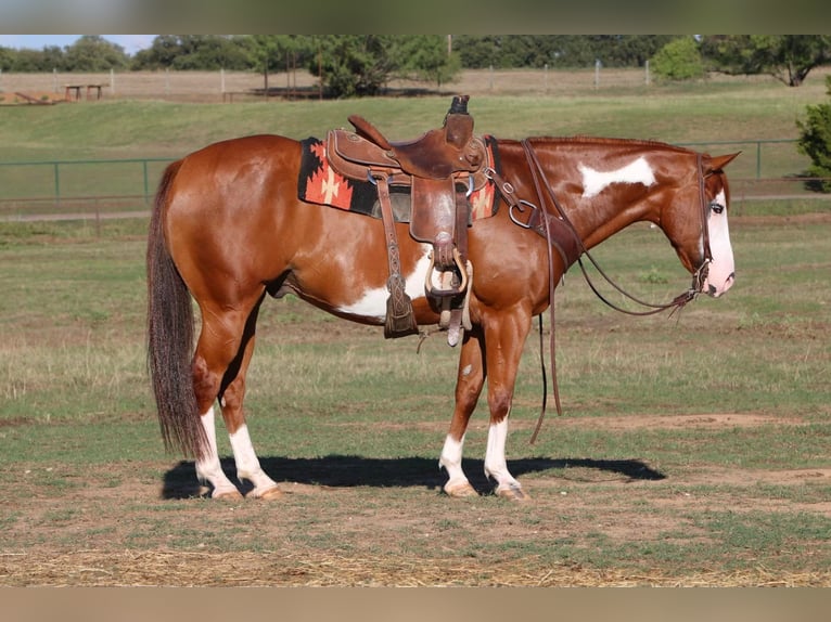 American Quarter Horse Castrone 11 Anni 147 cm Sauro ciliegia in Cleburne TX