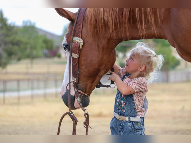 American Quarter Horse Castrone 11 Anni 147 cm Sauro ciliegia in Cleburne TX