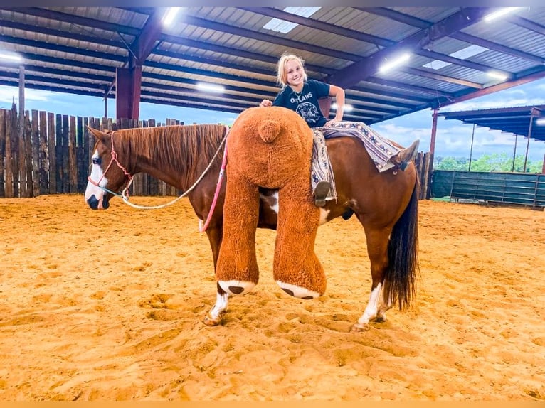 American Quarter Horse Castrone 11 Anni 147 cm Sauro ciliegia in Cleburne TX