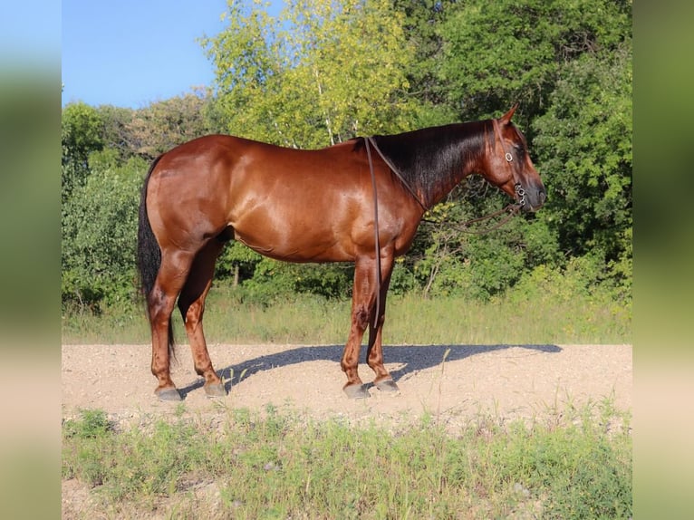 American Quarter Horse Castrone 11 Anni 147 cm Sauro ciliegia in Fergus Falls, MN