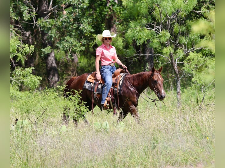 American Quarter Horse Castrone 11 Anni 147 cm Sauro scuro in Lipan TX