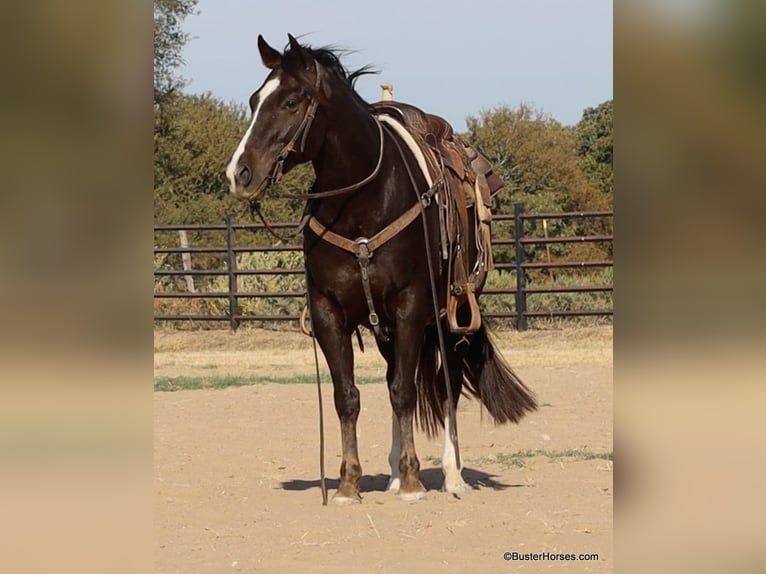 American Quarter Horse Castrone 11 Anni 147 cm Sauro scuro in Weatherford TX