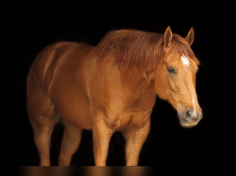 American Quarter Horse Castrone 11 Anni 147 cm Sauro scuro in Huntsville TX