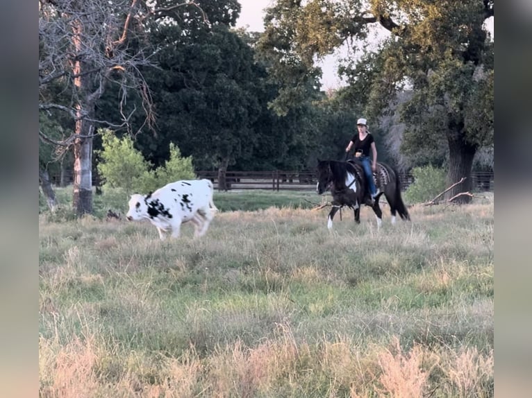 American Quarter Horse Castrone 11 Anni 147 cm Tobiano-tutti i colori in Lipan, TX