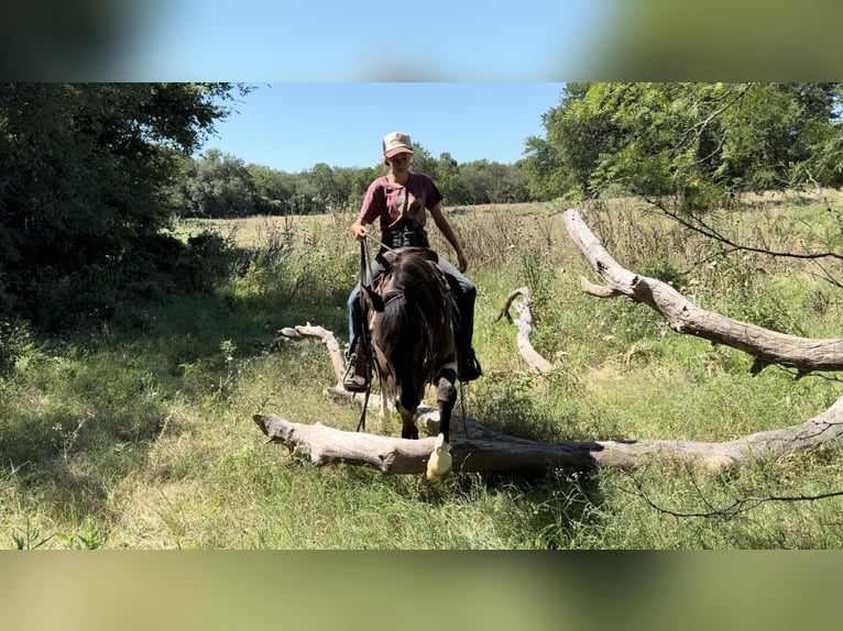 American Quarter Horse Castrone 11 Anni 147 cm Tobiano-tutti i colori in Lipan, TX